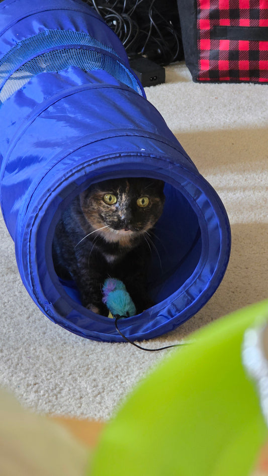 Project Babygirl (GROUP ONLY)